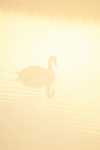 Mute swan in the mist on the Somerset Levels_0050