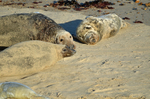 Atlantic Grey Seal