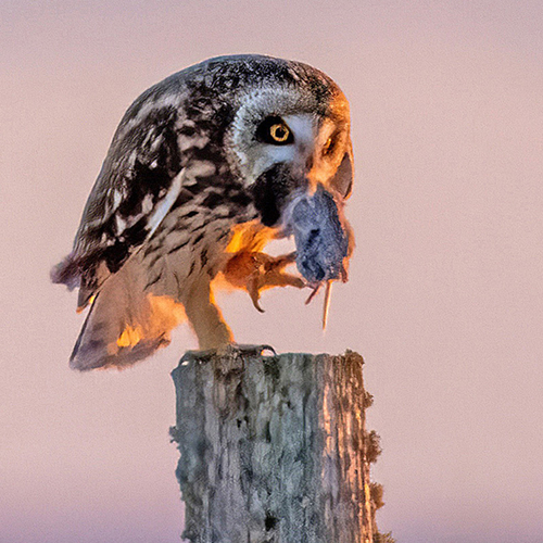 A Short-eared Owl (Asio flammeus) with a fresh rodent catch at Tantramar Marsh near Sackville, NB.