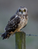 SHORT EARED OWL / REF SEO 21