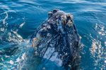 _16A0627. Barnacles