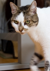 AnimalsCreatures _0088