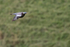Woodpigeon in flight, The Coombes National Trust