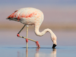 Chilean Flamingo feeding, Chaxa, Chile
