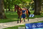 161-HEADS_UP-Jemima_Howden-WEDTrotUp+DR portfolio