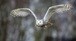 Snowy Owl