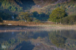 Cottage reflection, Llyn Crafnant