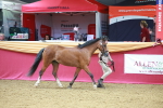 SBM_04207