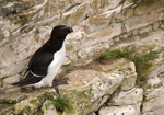 Razorbill