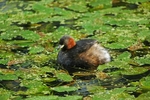 Little Grebe