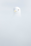 Hidden kittiwake