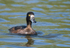Tufted Duck