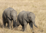 Masai Mara Elephants 5