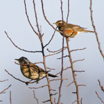 Fieldfare (and Redwing)
