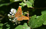 Silver Washed Fritillary