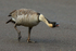 Hawaiian Goose in threatening pose, Kilauea Point, Kauai