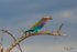 Roller with Insect 5