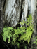 Cypress and Ferns