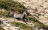 Chamois col de Fenestre