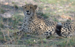 Cheetah