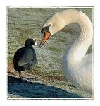 The Coot and the Swan