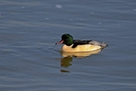 Goosander