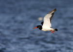 SBW008: Oystercatcher