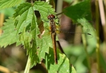 Ruddy Darter