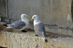 Kittiwakes