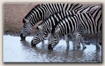 Drinking Zebras
