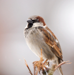 House Sparrow
