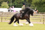 SBM_06225