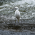 13th August Little Egret
