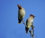 Waxwing