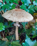 Shaggy Parasol