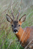 Close-up portrait of a Roe Deer on Islay