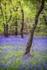 Brampton Bluebells