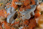 Sponges and sea squirts on wall reef