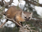 Pine Martin