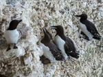 Common Guillemots