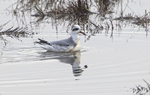 Grey Phalarope