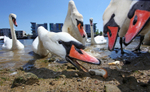 Mute Swan Urban environment_ MU_001
