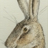 Surprised Hare