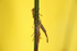 Insects _ AN 014