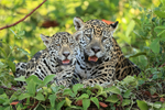 Two Jaguars, cub with mother, Rio Sao Lourenco, Mato Grosso, Brazil