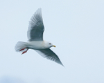 Adult Iceland Gull in flight, Grundarfjörður, Iceland