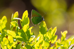 Green Hairstreak butterfly