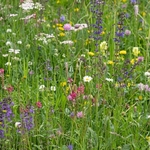Alpine meadow with pink small sainfoin (Onobrychis arenaria)  blue/purple meadow clary (Salvia pratensis and Yellow rattle (Rhinathus sp)