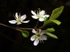 Blackthorn Blossom (01)