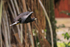 Common Black Hawk in flight at Bosque del Cabo on the Osa Peninsula